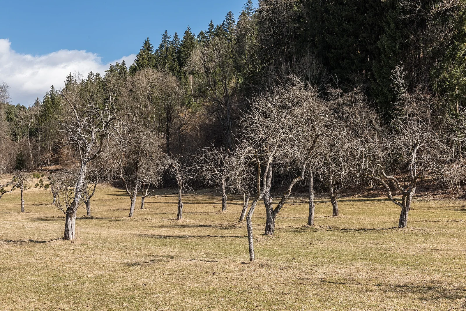 Österreichischer Obstgarten als Grundlage eines Verarbeitungsbetriebes